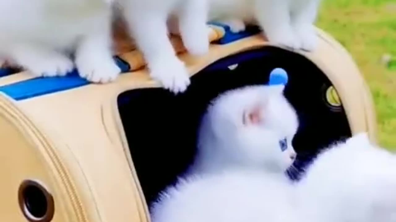 Funny cats