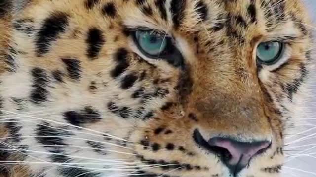 What are these sharp eyes looking at