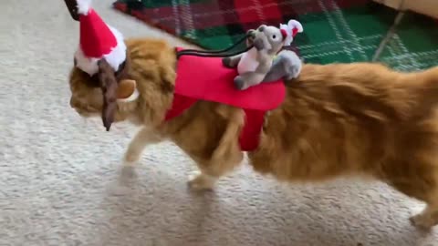 Reindeer cat takes squirrel Santa for a stroll with Great Dane