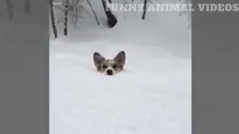Dog funny video