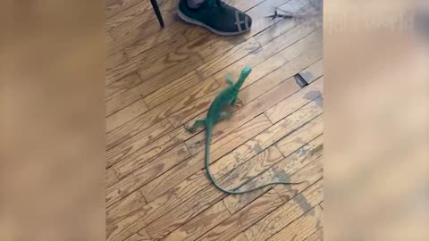 viral funny animals