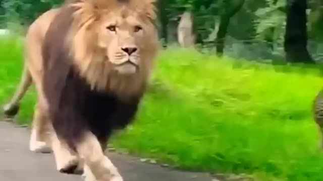 lion