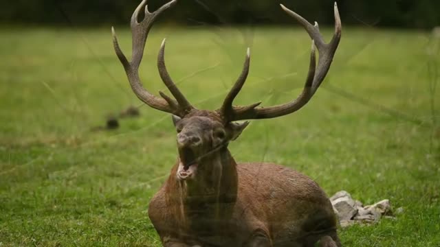 Conoscere l'animale:IL CERVO-DOCUMENTARIO FAUNISTICO-l'animale sicuramente più adorato dai pagani e dalla massoneria pagana.DIO DELLA MORTE e l'OLTRETOMBA. Come DIO CORNUTO PAGANO,Cernunnos fu una delle numerose divinità simili