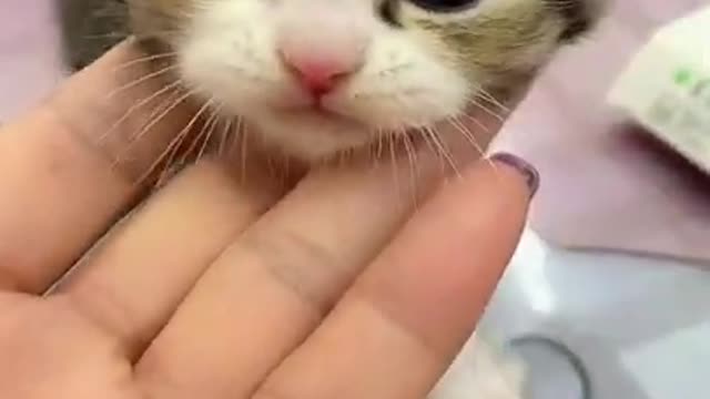 OMG So Cute Cats ♥ Best Funny Cat ❤️🐈Videos 2021 #shorts