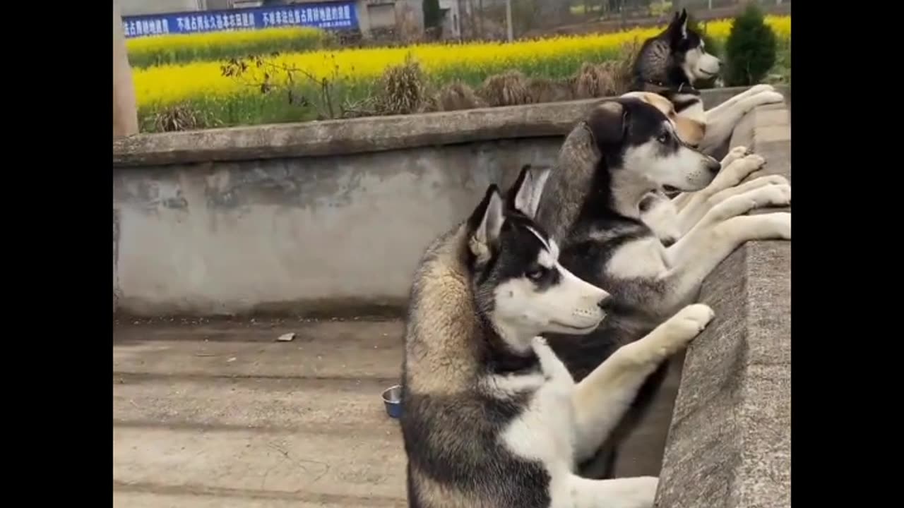 Huskies Spot a Cat and Their Reaction Will Surprise You!😂 #husky #cat #animals #pets