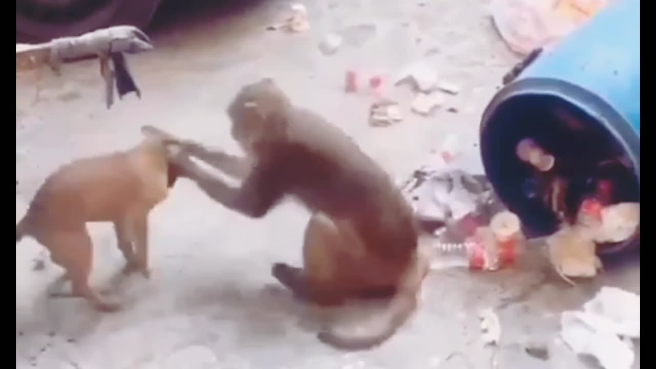 Dog and Monki funny moment๐๐๐