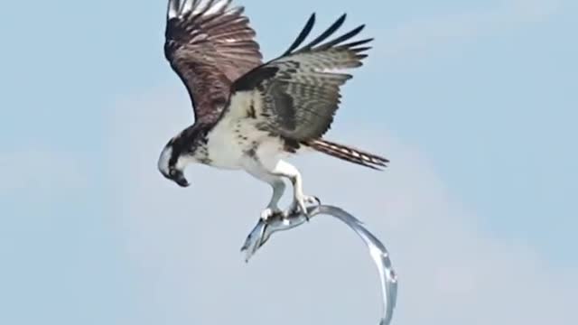 osprey