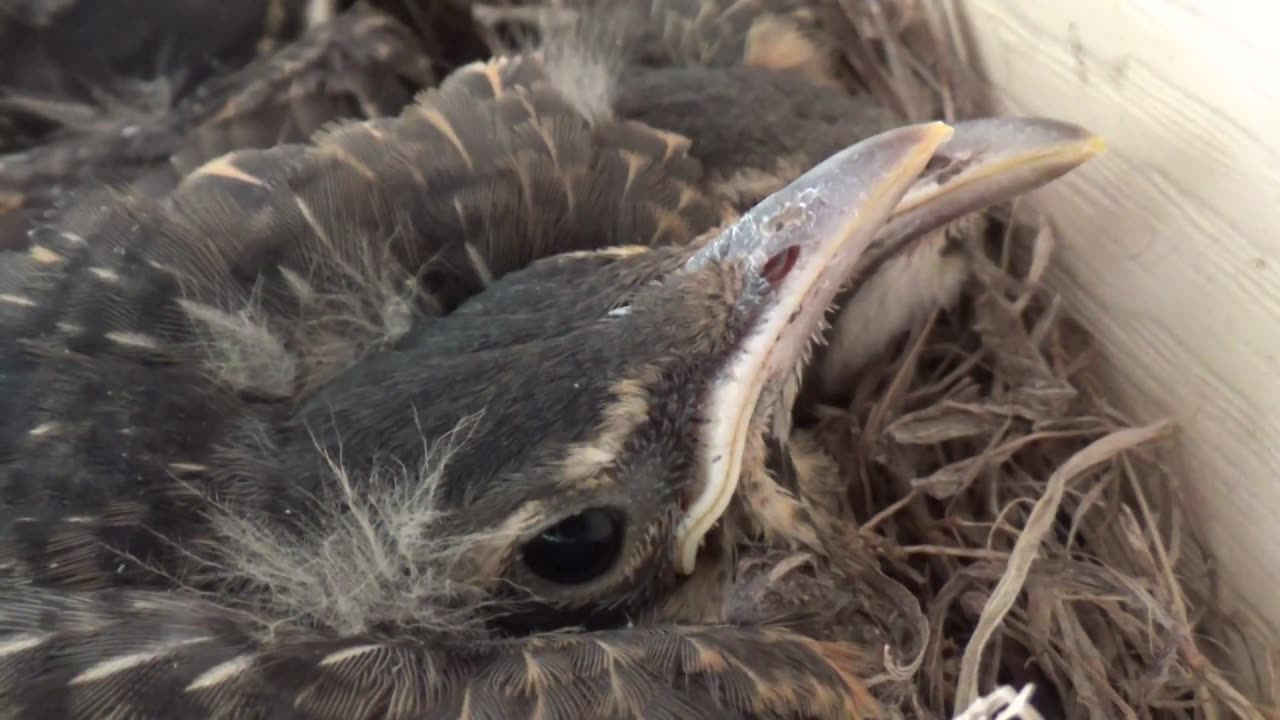 Robin babies in nest