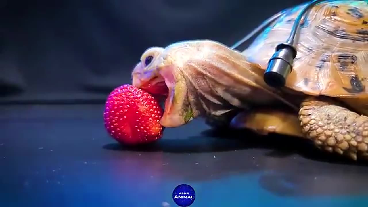 Turtle tortoise Eating strawberries