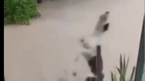 Dog dance