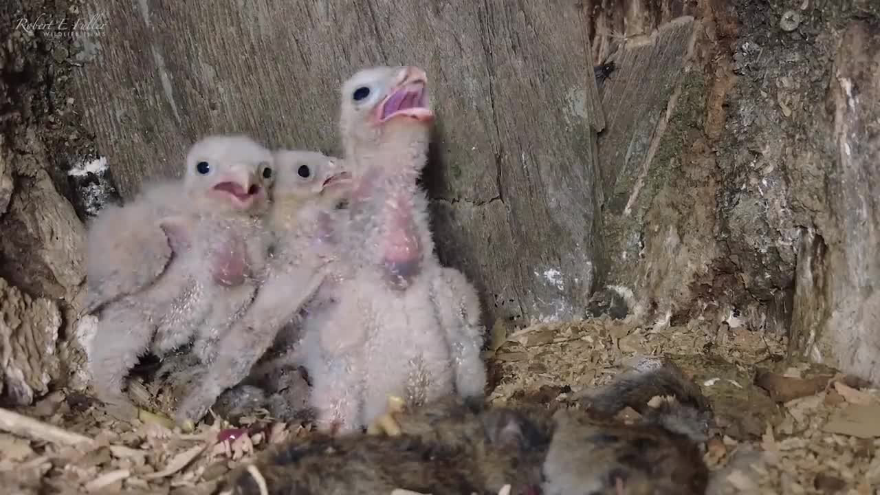 Kestrel Dad Learns to Care for Chicks After Mum Disappears-19