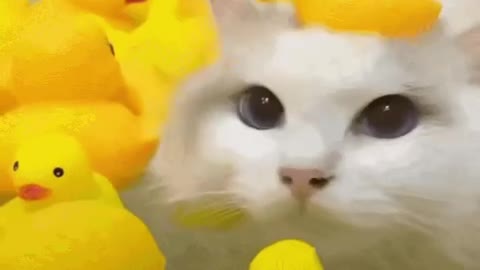 Cute Cat Gif