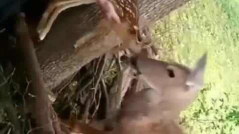 Real Hero😍 rescued Fawn from fence😘