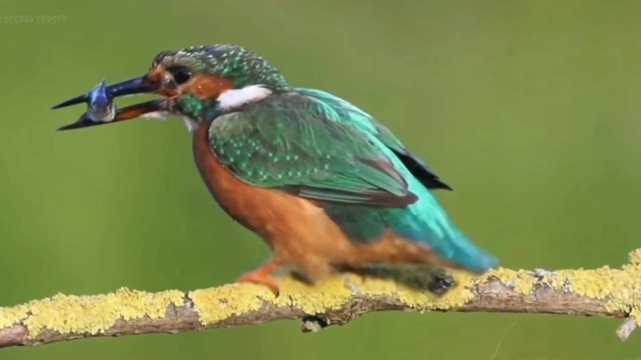 This Amazing Kingfisher Bird WhatsApp Status Video Will Leave You Speechless