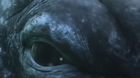 The eye of a grey whale.