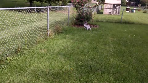 Puppy confuses plastic bag for intruder