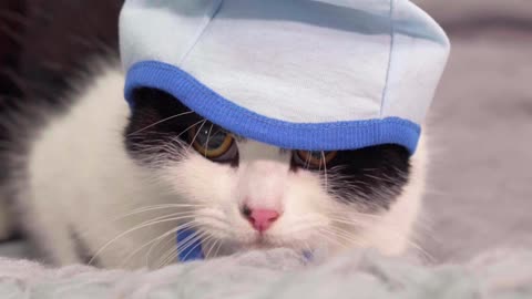 A cat looks shy while on a gray bed