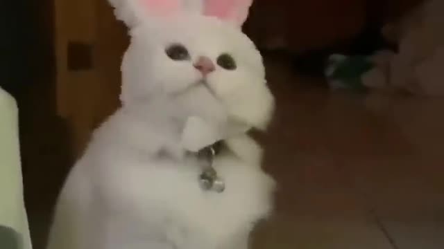 Funny moment with cute pets