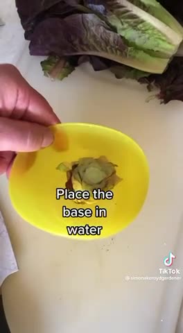 LETTUCE 🥬 FROM THE SUPERMARKET