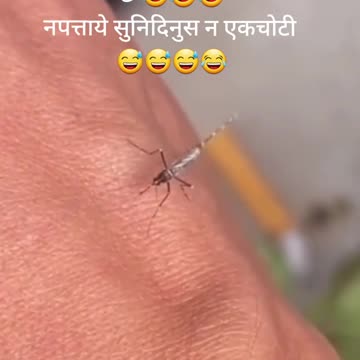 Life of mosquito