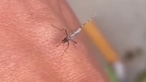 Life of mosquito