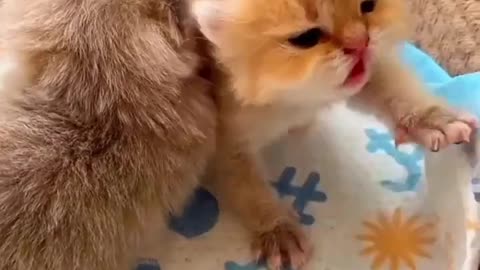 cute cat short video