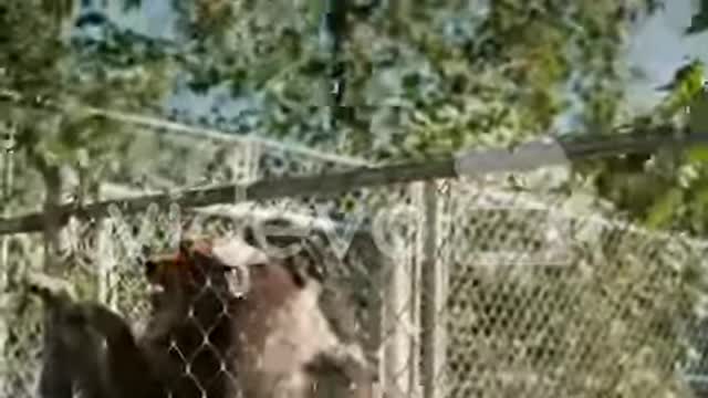 Cute dog puppies