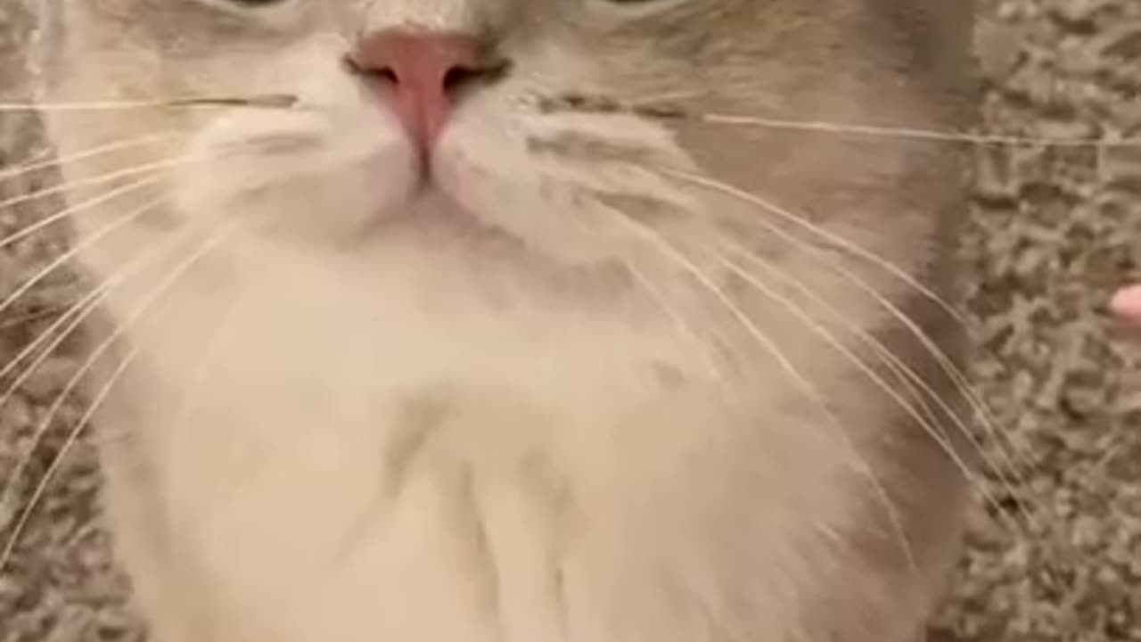 Cute cat meow