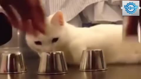 Smartest cat in the world