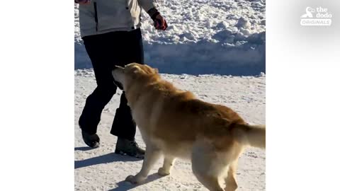 Watch What Happens When This Dog Loses 100 Pounds! | The Dodo Comeback Kids