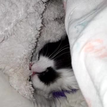 funny kitten kneading his blanket