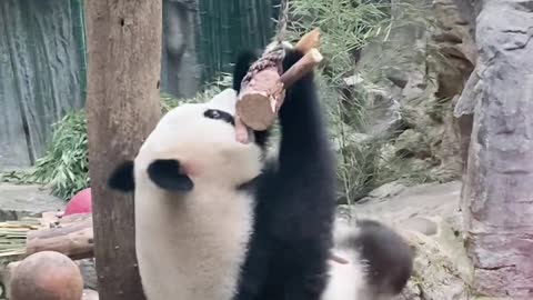 Daily life of giant panda