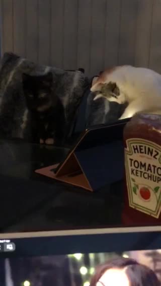 Two adorable kittens watching a movie on an iPad. Cat movie night!