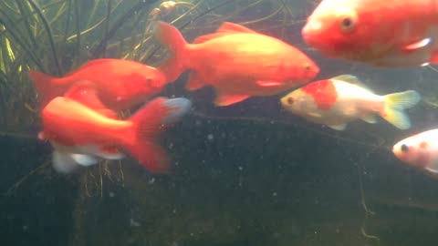 koi and goldfish pond 170726