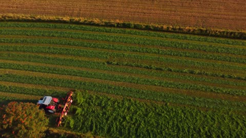 Tractor Cutting Alfalfa Getting It Ready to Harvest