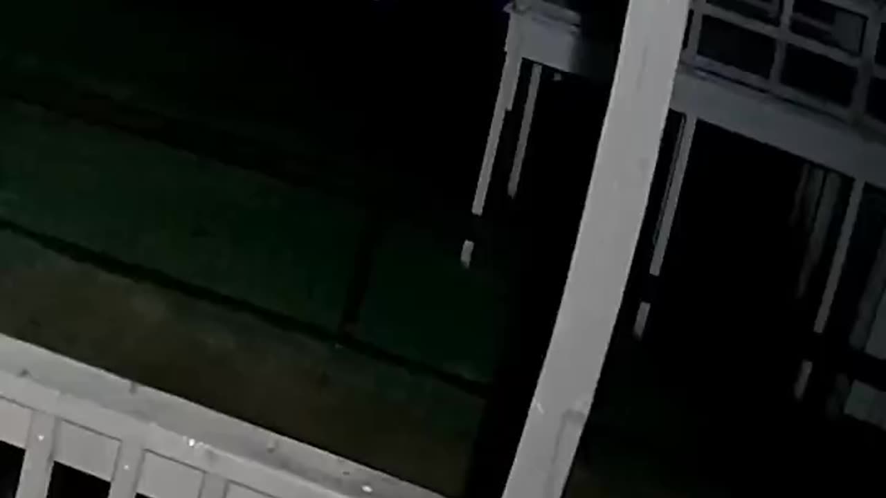 Coyote vs Cat