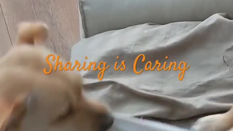 Caring a sharing