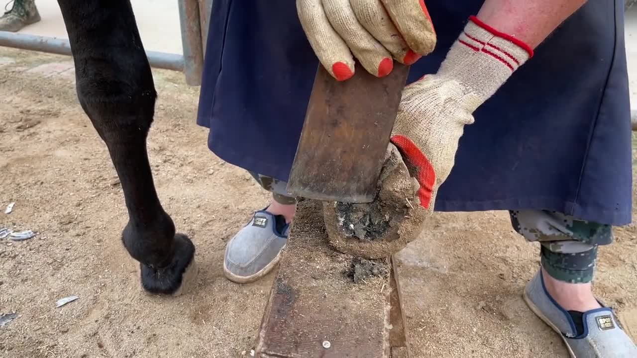 Repair donkey hoof