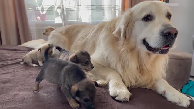 Puppies need the love of a Golden Retriever