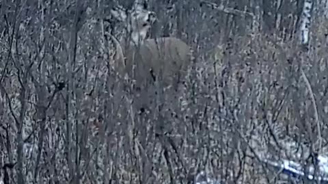 Shoot or Pass? #trailcamera #hunting #trailcam #deer #bucks #deerhunting