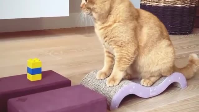 funny cats, funny cats and dogs, funny cats videos, funny cats compilation, funny cats shorts
