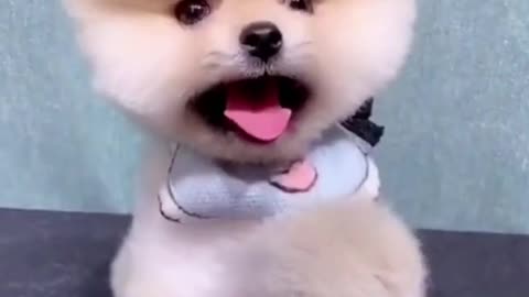 Cute Baby Dogs Playing Very Funny