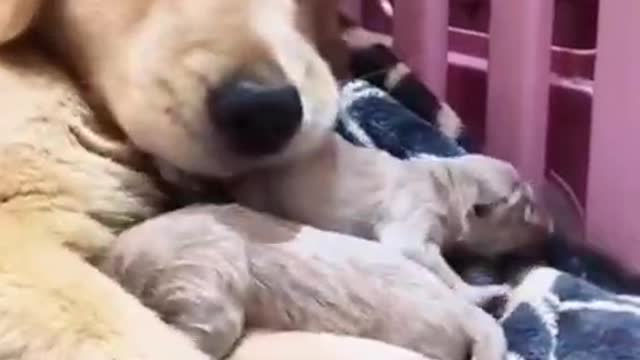 mother dog