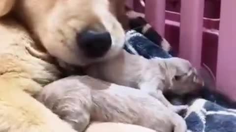 mother dog