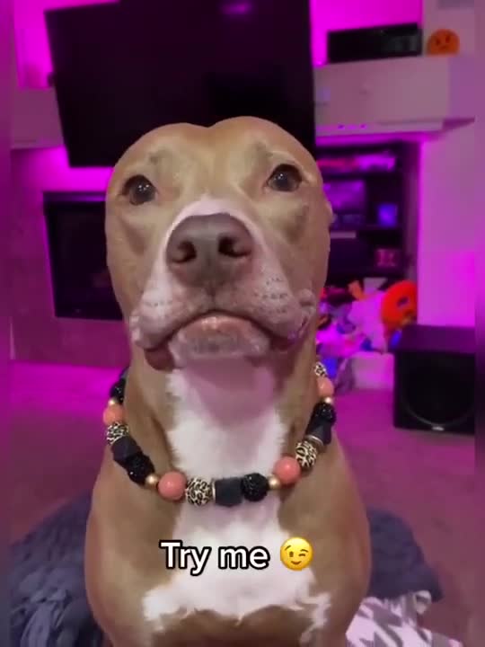 😍Cute and Funny Dog Compilation