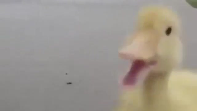 duck