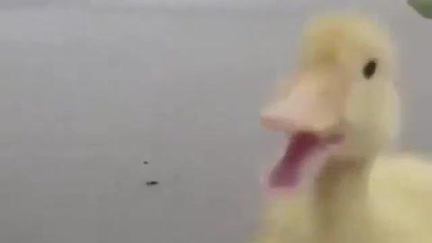 duck