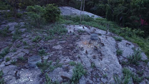 Monkey madness in the forests of Thailand