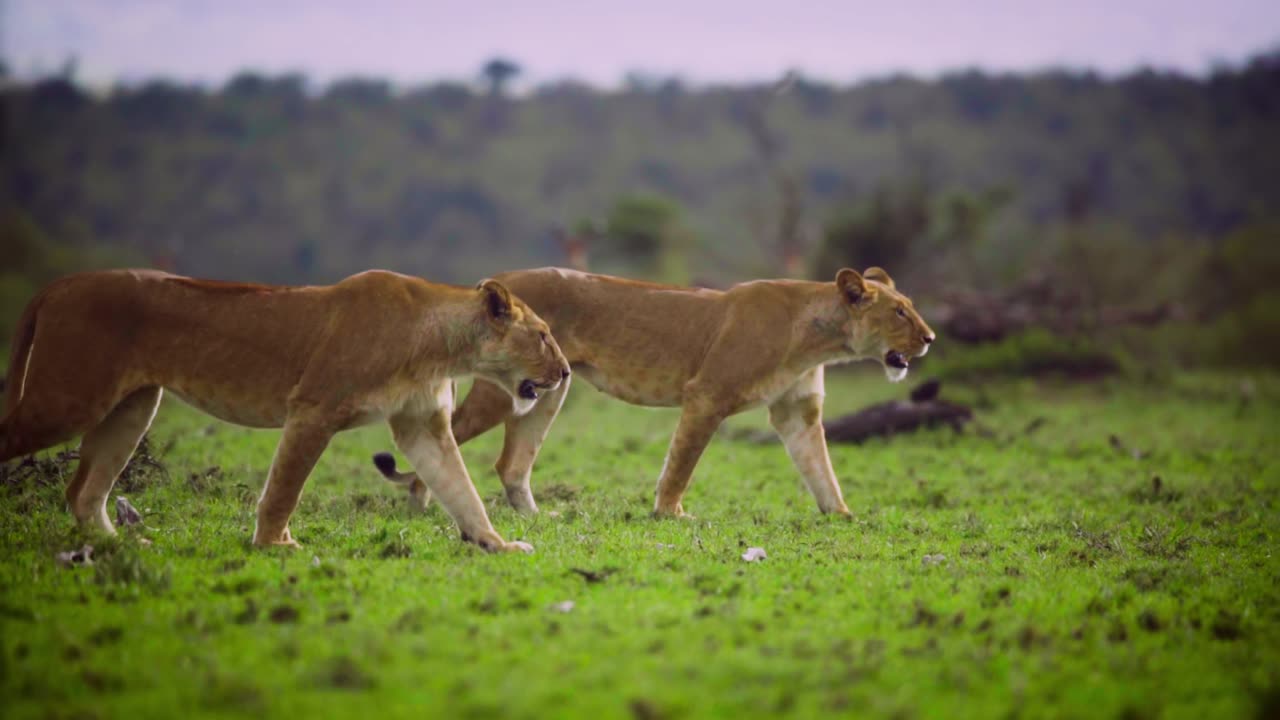 Pair of Lionesses Walking Together