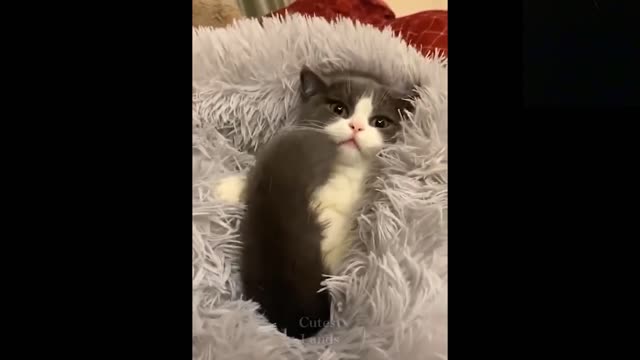 💗Cute And Funny Pets - Try Not To Laugh To These Pets Compilation #40💗 Cutest Lands